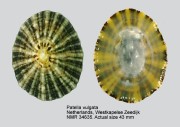 Patella vulgata